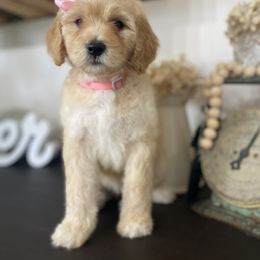 Goldendoodle Puppies from Southern Grace Acres