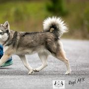 Pearl - Alaskan Klee Kai