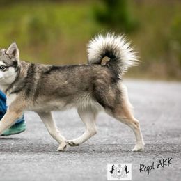 Pearl - Alaskan Klee Kai