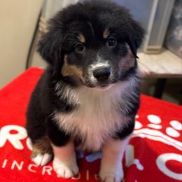 Wither - Black tri-color male Australian Shepherd puppy in Rapid River, Michigan from Echolight Australian Shepherds