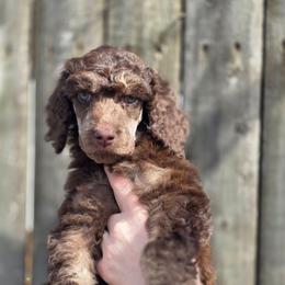 Ember - Phantom female Poodle puppy in New York from Powder Puff Poodles