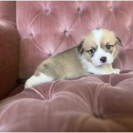 Jolt - Red female Pembroke Welsh Corgi puppy in Saint George, South Carolina from Carolina cotton candy corgis