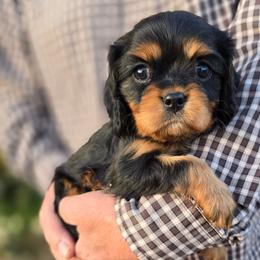 Breve - Black and tan female Cavalier King Charles Spaniel puppy in Las Cruces, New Mexico from Moongate Cavaliers