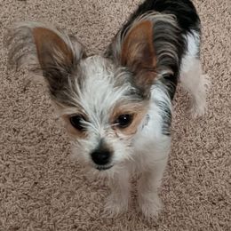 Biewer Terrier and Yorkshire Terrier Puppies from Niko Kennel