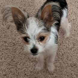 Biewer Terrier and Yorkshire Terrier Puppies from Niko Kennel