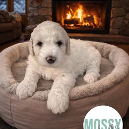 Miss Snowflake - White female Sheepadoodle puppy in Inman, South Carolina from Mossy Doodles LLC