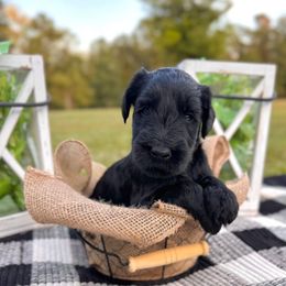 Bourbon - Black male Giant Schnauzer puppy in Collinsville, Mississippi from Hillside Kennels