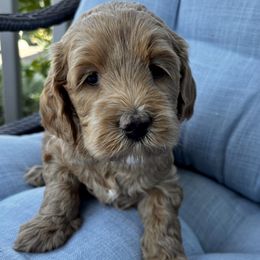 Addie - Apricot female Australian Labradoodle puppy in Roseville, California from Darby Park Doodles