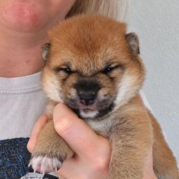 Rei - Red female Shiba Inu puppy in Marianna, Florida from Diwasou