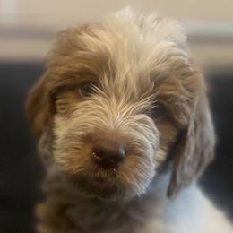 Goldendoodles from McDoodles