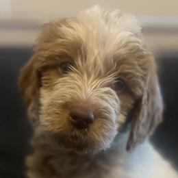 Goldendoodles from McDoodles