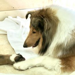 Collie Puppies from Bedford Collies