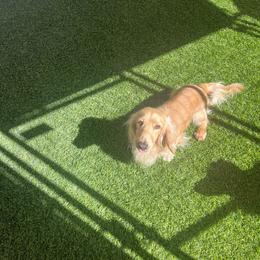 Sabor - Dachshund