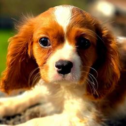 Warren - Blenheim male Cavalier King Charles Spaniel puppy in Watsontown, Pennsylvania from Huntsman Cavaliers