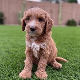 Timmy - Red  male Goldendoodle puppy in Phoenix, Arizona from Doodles of the Desert