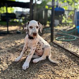Magnolia(LUA) - White and liver brown female Dalmatian puppy in Wilson, North Carolina from New Horizonz Dalmatians