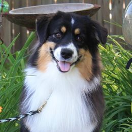 Australian Shepherds from Fandango Australian Shepherds