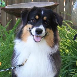 Australian Shepherds from Fandango Australian Shepherds