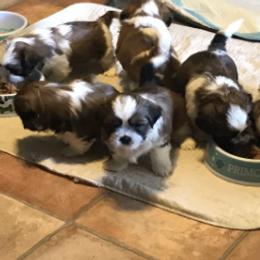 Shih Tzus from Judy Bowersox's Shih Tzu
