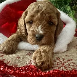 Eve - Red female Cavapoo puppy in Camden, Michigan from FurEver Friends Finder