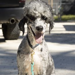 Ocean - Bernedoodle