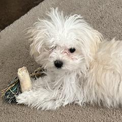 Bolognese Puppies from Sweet Angels Bolognese