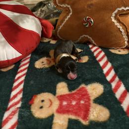 Rudolph - Black and white male American Corgi puppy in Temple, Texas from Silver Moon Cardigan and American Corgis