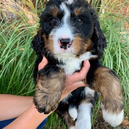 Bernedoodle Puppies from Flat Creek Bernedoodles