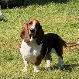 Sadie - Basset Hound