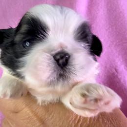Goldie - Gold and white female Shih Tzu puppy in Winston Salem, North Carolina from Little Miracles Shih Tzu