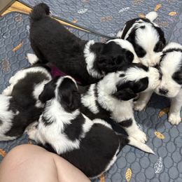 All of the puppies - Black and gray male Caucasian Shepherd Dog puppy in Salisbury, Delaware from Blue Line Kennels