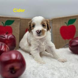 Cider - Parti male Goldendoodle puppy in Summerville, South Carolina from Channys Doodles
