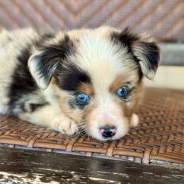 Aspen - Blue merle male Toy Australian Shepherd puppy in Troy, South Carolina from Stockman Farms