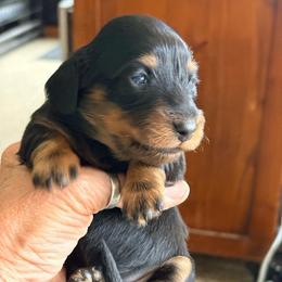 Black and Tan Female 2 - Black and tan female Dachshund puppy in Medina, Ohio from STORIED DOXIES
