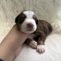 Iris - Red tri-color female Australian Shepherd puppy in Mesa, Arizona from Four Peaks Aussies