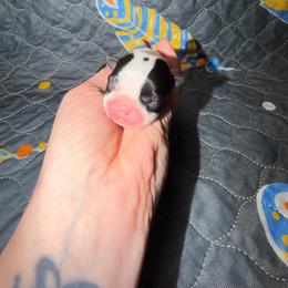 Brass - Seal and white male Boston Terrier puppy in Ringgold, Georgia from A-K Boston Terriers