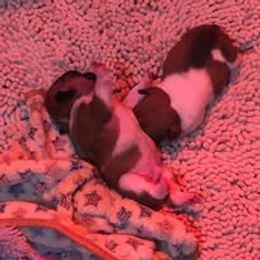 French Bulldog and Miniature Bull Terrier Puppies from Dogs of Dyhar