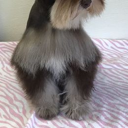 Miniature Schnauzers from Spring Brook Resort