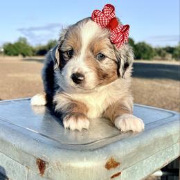Teal collar - Blue merle female Miniature Australian Shepherd puppy in 32046, Florida from River Hill Ranch