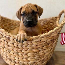 Black collar - Red male Boerboel puppy in Livingston, Texas from Peterbuilt Boerboel