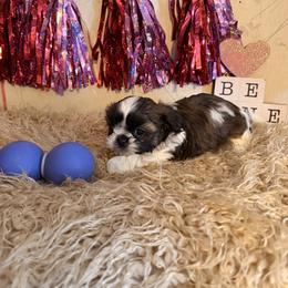 Parti brindle boy - Brindle male Shih Tzu puppy in Hibbing, Minnesota from Iron Range Shih Tzu and Puppies