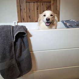 Dolly - Border Collie