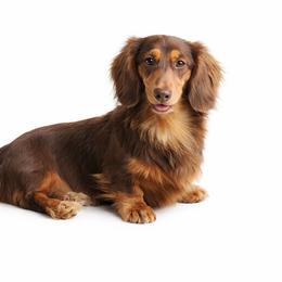 Echo - Dachshund