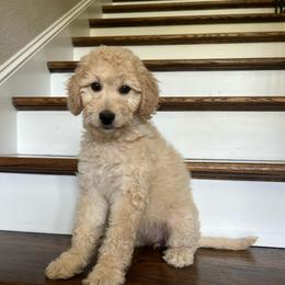 Odessa - Cream female Goldendoodle puppy in New Waverly, Texas from C.P. Puppy Buddies