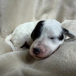 Girl 2 Daisy - Parti female Goldendoodle puppy in Kearneysville, West Virginia from Daydreamer