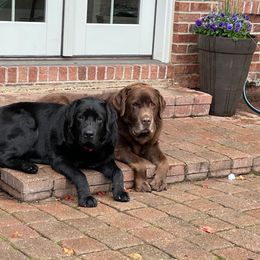 Labrador Retriever Puppies from Showtime Labradors