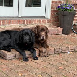 Labrador Retriever Puppies from Showtime Labradors