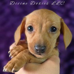 Canoli - Cream female Dachshund puppy in Kansas City, Missouri from Divine Doxies LLC