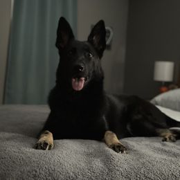 Ravn - German Shepherd