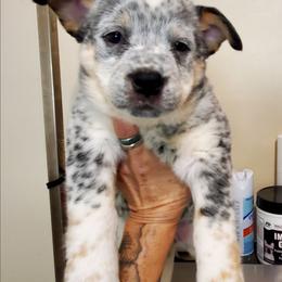 Plain face - Blue mottled female Australian Cattle Dog puppy in Lenoir, North Carolina from Blue Coyote Ranch